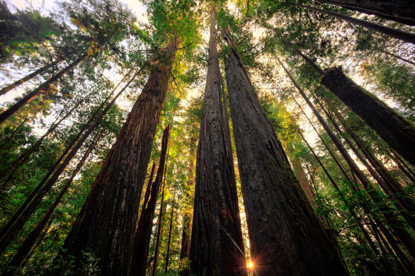Taper: Building Efficiency - Expertise - Trusted Advisors - redwood trees