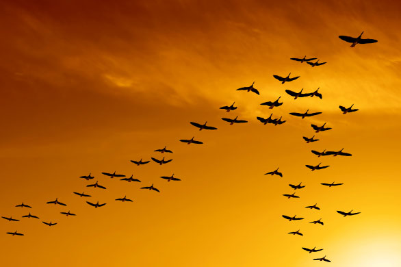 Taper: Building Efficiency - Expertise - Seamless Project Management - birds flying in a V